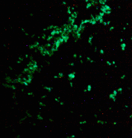 Figure 2: Positive control: B-20 serum tested at 1/400 dilution from Farm -B.