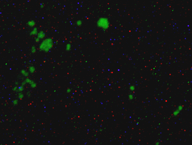 Figure 6: Five foals B-3, B-4, B-6, B-8 and B-11 demonstrated antibody response when tested their sera;