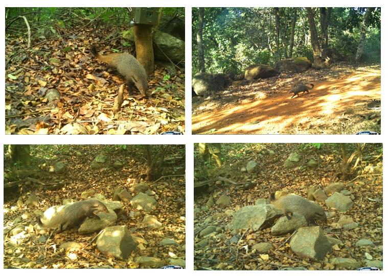Figure 2: Captured of Strip-necked Mongoose in Camera trap.