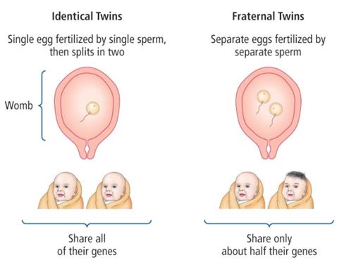 Figure 12: Images of embryos with TTT syndrome associated with related disorders.