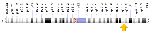 Figure 7: Schematic view of chromosome number 1, in which the REN gene is located in the long arm of this chromosome as 1q32.1.