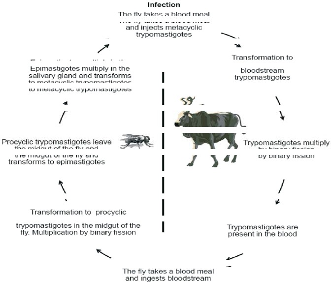 Figure 1: The main phases in the life cycle of the trypanosome, both in Tsetse fly and the mammalian host. Source: [15].
