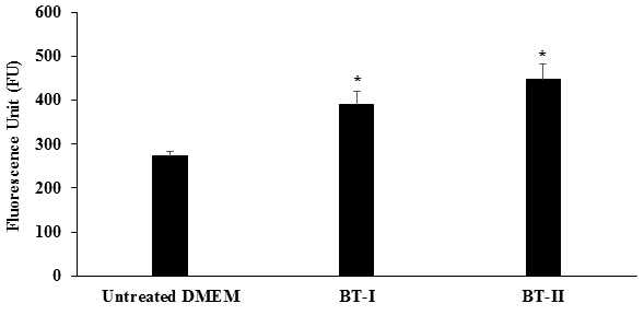 Figure 2: Increase NAO dye accumulation in muscle cells indicate an increase FU i.e., the mitochondrial mass content. The untreated DMEM showed 272.3 ± 12.14 FU. On the other hand, the one-time Treated DMEM group (BT-I) and two- times Treated DMEM group (BT-II) showed 43.11% and 64.16% increase the level of mitochondrial mass in terms of FU, respectively compared to the untreated DMEM group (Figure 2).