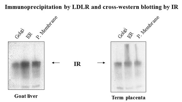 Figure 2: Western blot of receptor IR from immune-precipitate of LDLR in intracellular organelles viz. endoplasmic reticulum (ER), golgi and plasma membrane of cells isolated from goat liver and term placenta. The presence of IR band in the immuno-precipitate of LDLR created an evidence of association of IR and LDLR in cell organelles.