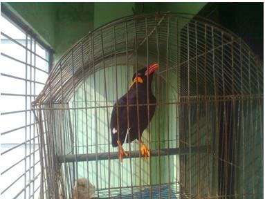 Figure 1: Northern Hill Myna is uttering sentences.