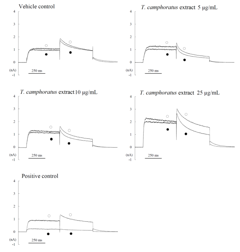 Figure 2: Representative hERG Current Waveforms.