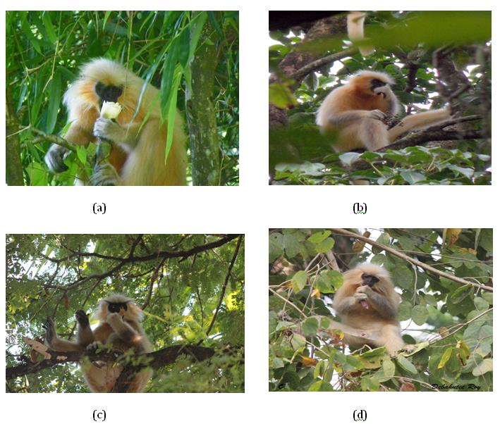 Figure 5: Proportion of different plant categories constitutes food species of Golden Langur in Kakoijana Reserve Forest during the study period (March 2013- April 2015).
