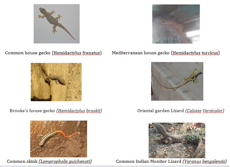 Figure 2: Lizard species sighted in the study area.