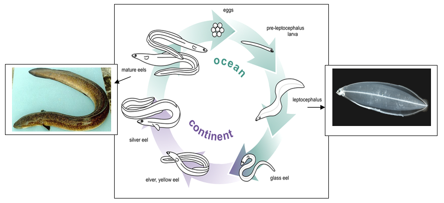 Figure 2: Life cycle of Anguilla bengalensis bengalensis (Gray, 1831).