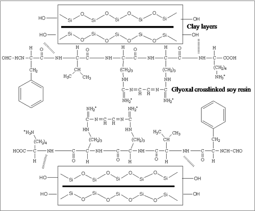 Figure 2: A schematic illustration of probable bonding between silicate layers of nanoclay and glyoxal crosslinked soy protein.