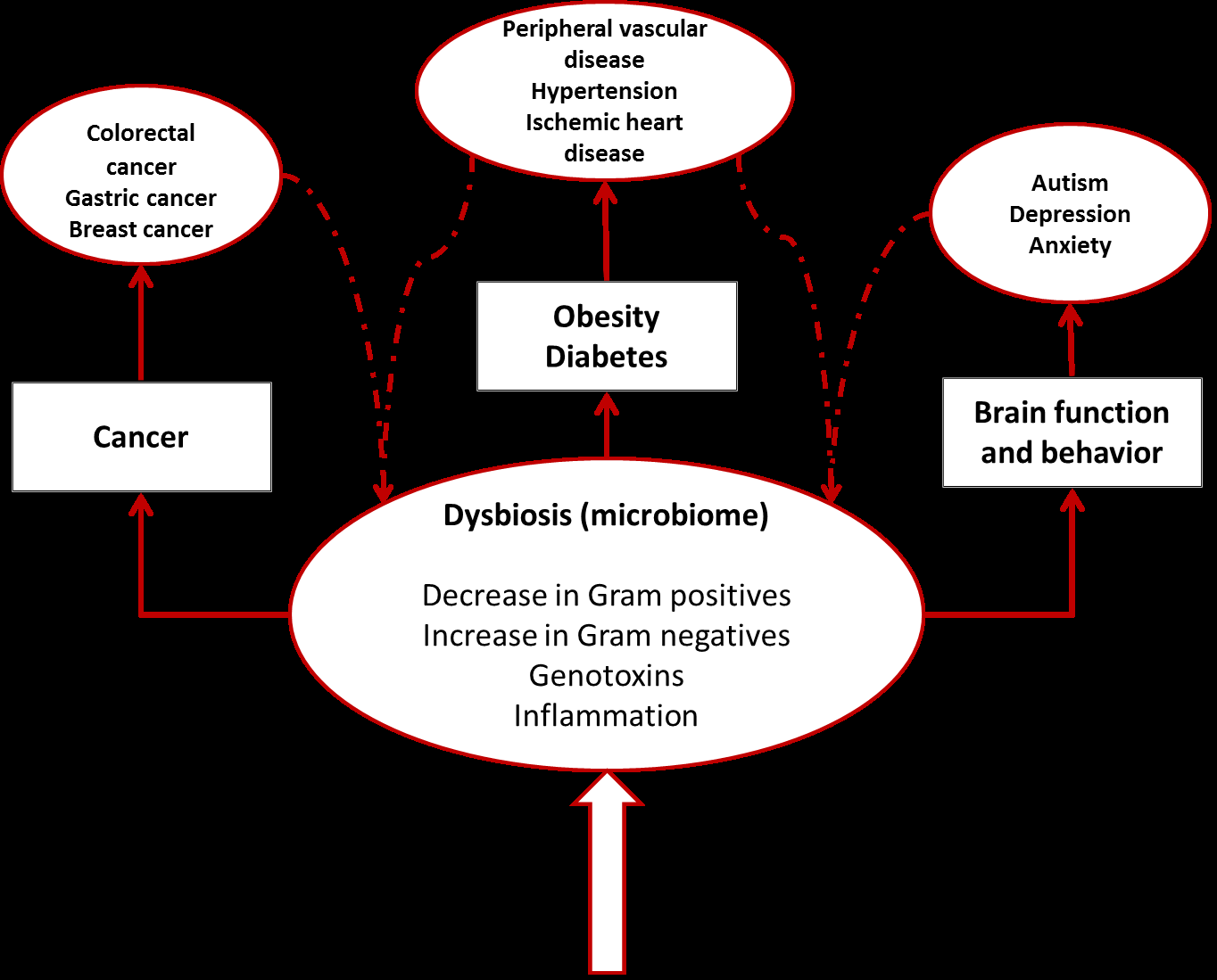 Figure 1: Alterations of the microbiome (dysbiosis) lead to an increase in Gram negative species of bacteria, a decrease of Gram positive more beneficial species, a release of genotoxins, and increase in inflammation. These changes can influence the local environment, but also act on far organs to promote disease. It is important to consider that this effect can be amplified via feedback loops (dotted arrows) that can exacerbate changes in the composition of the microbiome.