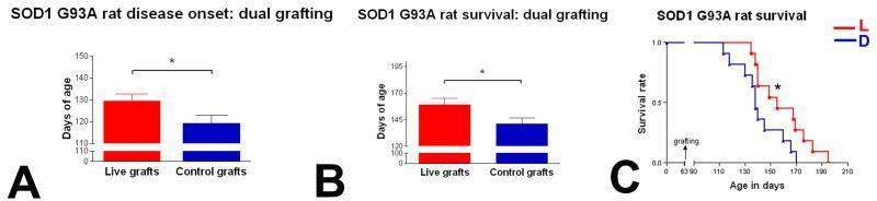 Figure 3: This study conducted by Xu, et al. [16] shows the progression of the grafted NSCs in the mice.