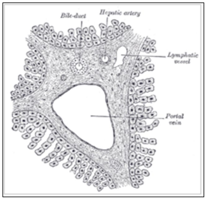 Figure 3: Duplex image of portal vein.