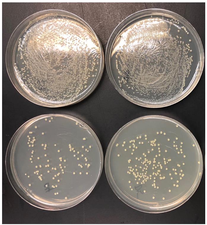 Figure 5: NA plates of CFU/mL of Cefazolin nanoemulsion vs. Cefazolin aqueous solution. Cefazolin nanoemulsion (bottom row) yields lower colony counts of S. aureus than Cefazolin aqueous solution (top row) at concentrations of 15 ug/mL, 7.5 ug/mL respectively.
