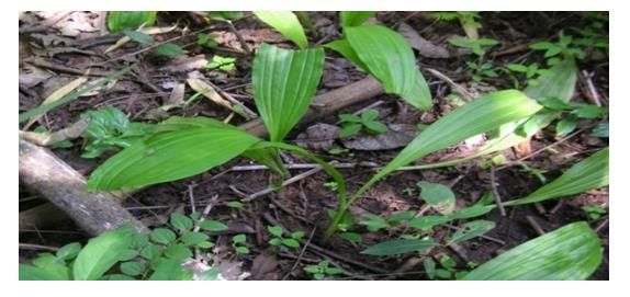 Figure 16: Dactylorhiza hatagirea and Orchis. sp. Tubers used in Ashtawarga from the local crude drug shop (Photo-author).