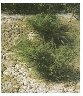 Figure 18: Plant of Curcilago orchioides (Kalimusi). It is rare to find the Plant in Nature (Photo-website).