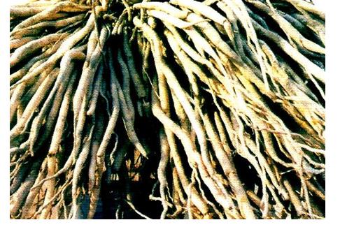 Figure 19: Young Roots of Bombax Ceiba known as Semar-Kand slice are used as Refreshing Tonic and roots are used to add in Chyawanprash.