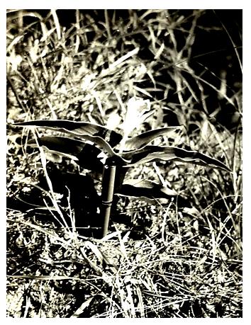 Figure 3: Alpina Procera in Flowering, the Rhizome of the Plant was known as KAKOLI (Photo-Author).