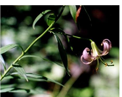Figure 6: Lililum polyphyllum aerial part of the Plant, this Plant is included in the Red Data list of Plant (Website).