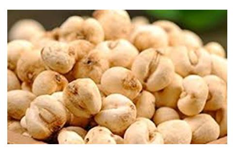 Figure 9: Bulbs of Fritillaria Roylei from China where, it is being cultivated and Bulbs are sold in the Market. KAKOLI (Photo-Website).