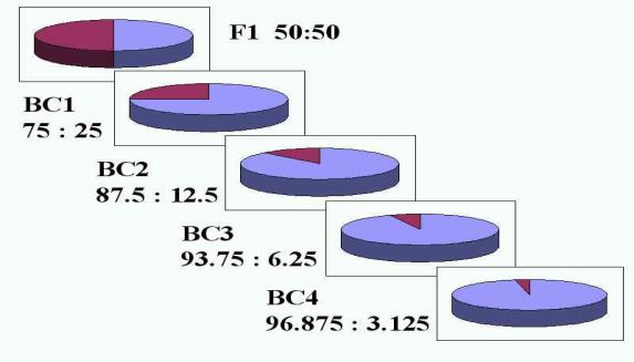Figure 1: The contribution of the donor parent genome is reduced by half with each generation of backcrossing. Percentages of recurrent parent (light purple) are expressed as a ratio to percentages of donor parent (dark red-purple) [18].