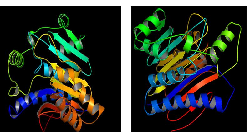Figure 2: Homology modeling of alternative L- asparaginase. (2A) Best three-dimensional model of Shigella boydiiand (2B) Best three-dimensional model of Shigella flexneri k-315 Model Validation However, in case of Shigella boydii (WP_000513786.1), RAMPAGE, ERRAT, PROCHECK found better result. ERRAT validated models by statistical relation of non- bonded interactions among different atom types based on characteristic atomic interaction20. It assesses overall quality of a model at 0.01 and 0.05 level of significance and presents result as overall quality factor. Standard high resolution structures generally produces values around 95% or higher. Low resolution structures produced values around 91%. Figure 3 illustrate ERRAT score of predicted models of Shigella boydii, which scored overall quality factor more than 90%. Again, the best models form Shigella boydii, which was selected on the basis of RAMPAGE scored more than 84% (Figure 4). This range suggests quality models were predicted by using I- Tasser. PROCHECK tests stereochemical quality of protein structure by evaluating residue-by-residue geometry and overall structural geometry. The best model suggested that more than 77% amino acid residues were in most favored region for these models (Figure 5).