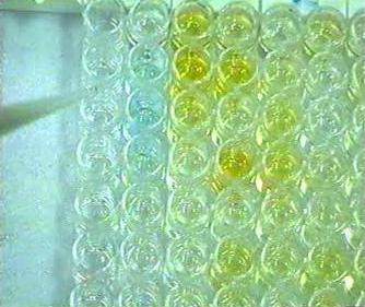 Figure 2: Yellow color present in the positive wells after adding stop solution.
