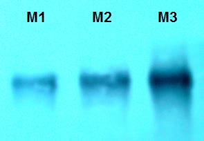 Figure 2: Western Blot of the catalytic unit of PP2A: Western Blot of the catalytic unit of PP2A in the fractions of the purification process from Mytilidae. The catalytic unit migrates in the zone corresponding to 28 KDa. Being M1: Initial seafood extract; M2: 95% post-ethanol fraction, M3: Post-resin fraction ChromSpeed™ DA103.