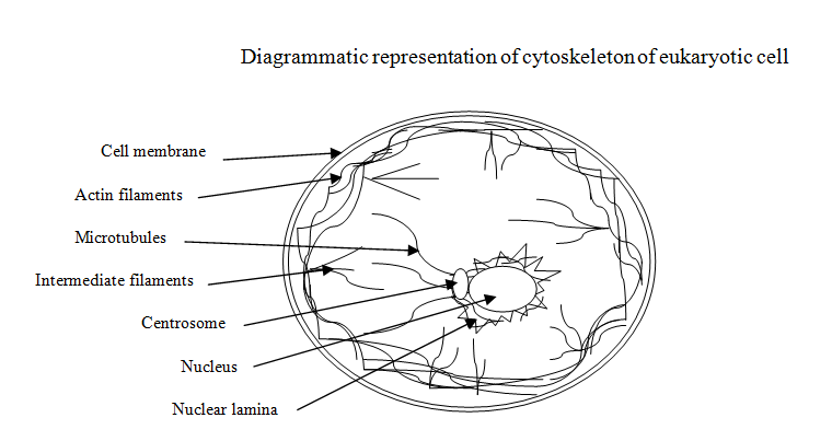 Figure 1: Diagrammatic representation of cytoskeleton of eukaryotic cell