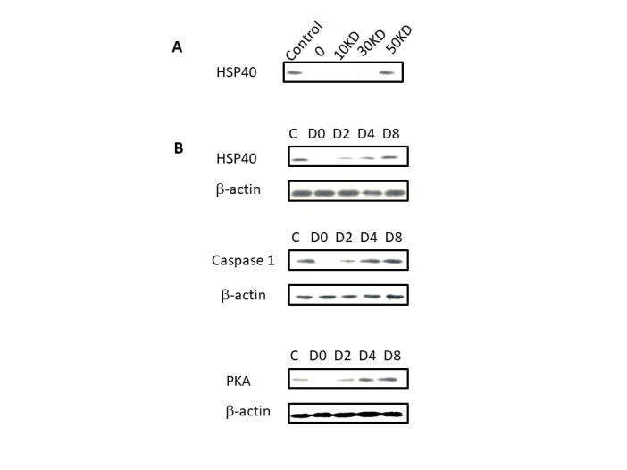 Figure 7: SDS gel composed of 12% separating gel and 4% stacking gel. (Panel A) Protein Marker 116 kDa to 14 kDa. (Panel B) Protein bands presented from (ii) Protein Marker, (iii) 10 kDa filtrate, (iv) _A. niger_ sample obtained from 50 kDa filtrate, (v) _A. niger_ sample without filtration, (vi) _A. niger_ sample obtained from 30 kDa filtrate, respectively.