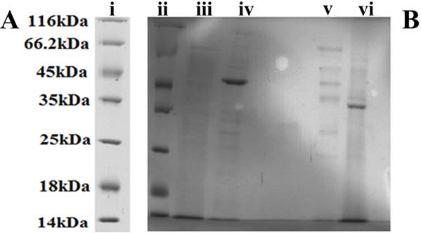 Figure 8: Protein expression of HSP40, PKA, Caspase 1 and β-actin on _A. niger_ samples. (Panel A) Western blot expression of HSP40 protein and _A. niger_ samples, which had undergone protein separation with HSP40 protein in lane 1, water in lane 2, _A._ _niger_ 10 kDa filtrate in lane 3, _A._ _niger_ 30 kDa filtrate in lane 4 and _A._ _niger_ 50 kDa filtrate in lane 5. (Panel B) Western blot analysis of filtration samples were loaded in the following starving _A._ _niger_ over a period of 8 days: from left to right: C HSP40/Caspase1/PKA1 positive; D0 represents _A. niger_ sample with incubation of 0 day; D2 represents _A. niger_ sample with incubation of over 2 days; D4 represents _A. niger_ sample with incubation of over 4 days; D8 represents _A. niger_ sample with incubation of over 8 days using β-actin antibody as control.
