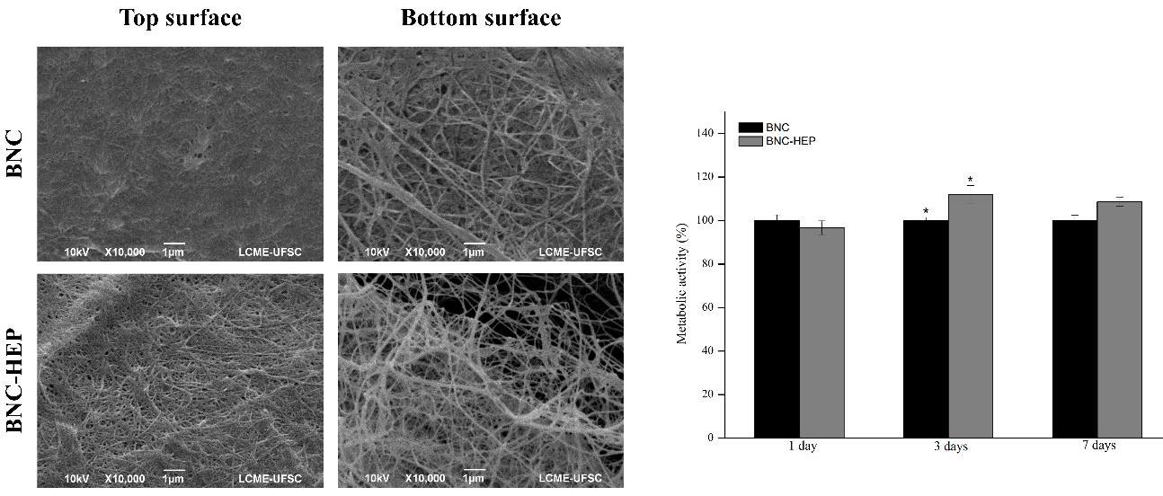 Figure 2: (a) SEM micrographs of freeze-dried BNC and BNC-HEP samples. (b) Metabolic activity of L929 cells after direct contact with BNC and BNC-HEP hydrogels, during 1, 3 and 7 days. BNC hydrogels was used as reference (100%). * significantly different, p<0.05.