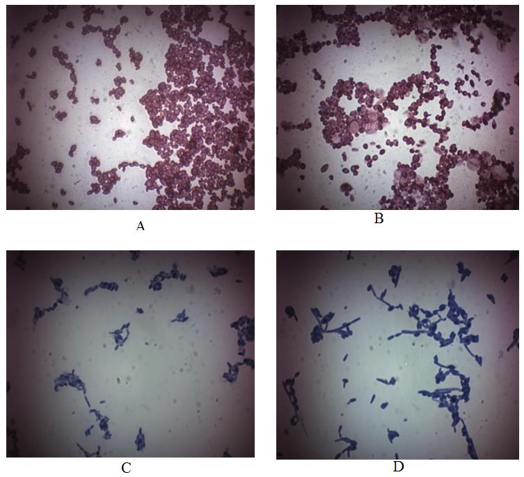 Figure 2: Cell Morphology of _Candida Guillermondi_ BDU-217: Before Storage (A), After Storage (B), After Direct(C) and Inverse (D) Bioresonant Influence.