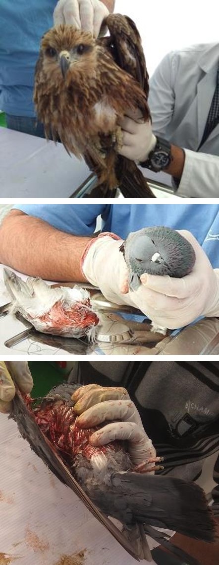 Figure 1: 1. Bird Treatment 2. Rescued Kite 3. Wing Wound in Kite