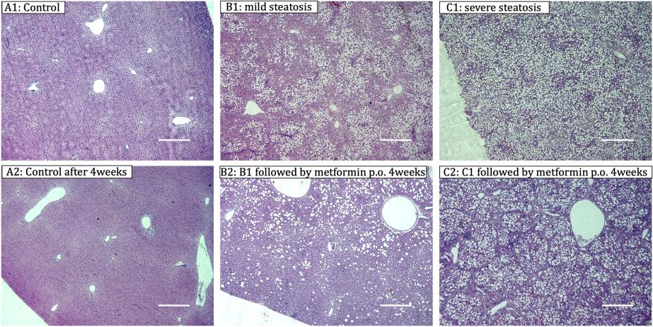 Figure 1: Histopathological findings of rat liver section with Hematoxylin-Eosin stained (bar denotes 500µm).
