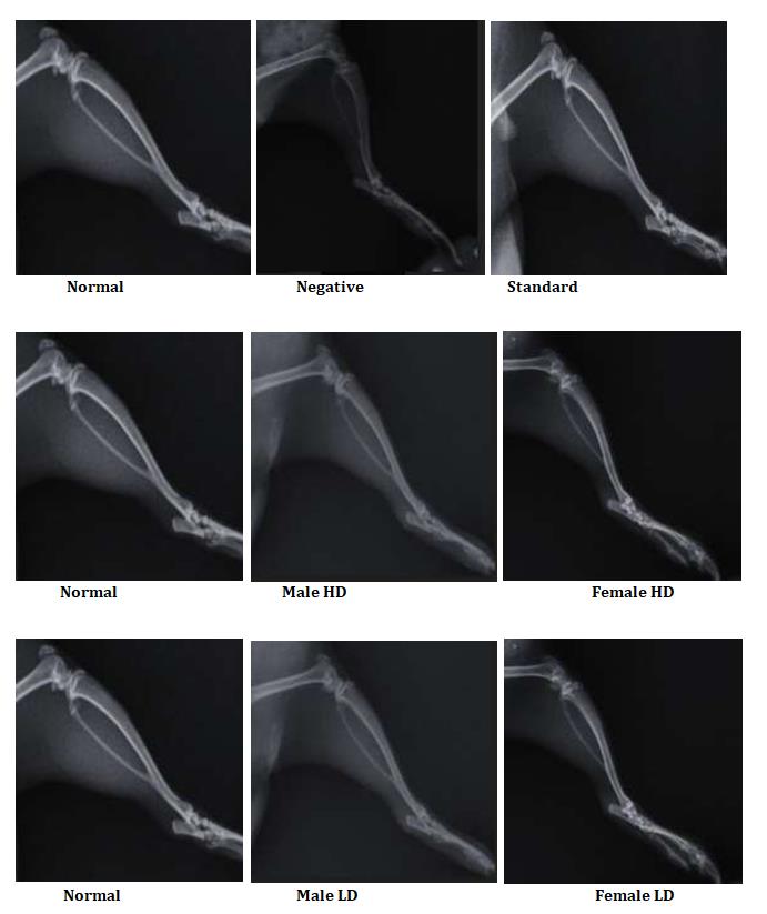 Figure 6: Effect of Ethanolic Extract of Carissa carandas on Hind Paw in CFA induced Arthritis in Rats.
