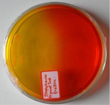 Figure 3: Glucose Fermentation test.