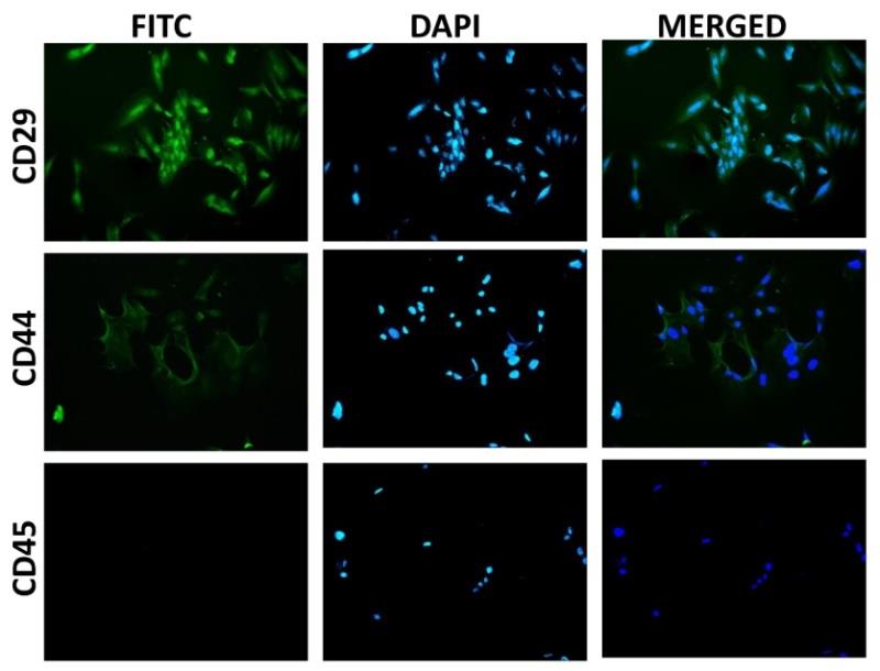 Figure 3: Immunofluorescence staining. The FITC filter shows that CD29 and CD44 are positive and CD45 is negative. Cell nuclei are shown by DAPI. Microscope objective 20x.