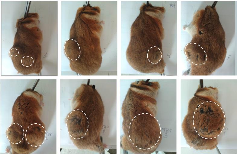 Figure 2: Images of hamsters from Group 1 (upper line) and Group 2 (bottom line) taken on the 25th day after the tumor transplantation.