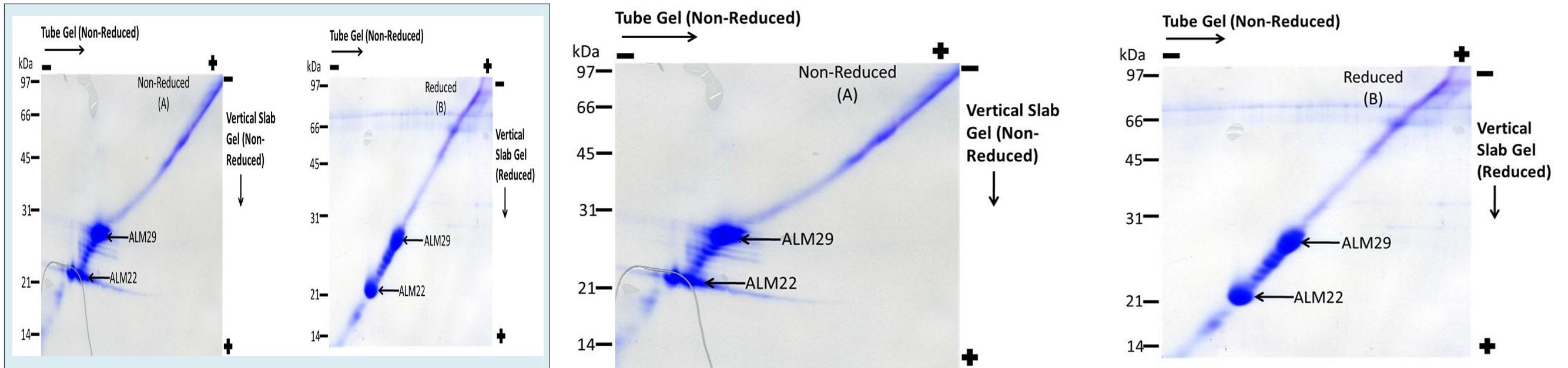 Figure 2: Diagonal Gel Electrophoresis of ALM Complex (25μg protein) was performed to examine whether both ALM29 and ALM22 polypeptides are cross-linked by disulfide bridge(s). For the first dimension separations, cross-linked ALM fractions were solubilized in nonreducing sample buffer and fractionated on SDS-PAGE tube gels. The tube gels were incubated in reducing sample buffer containing DTT as a reducing agent to cleave disulfide-linked complexes into their monomeric components and then fractionated in the second dimension on SDS-polyacrylamide slab gels. A—Non-Reduced Conditions in both dimensions; B—Non-Reduced Conditions (1st Dimension) & Reduced Conditions (2nd Dimension).