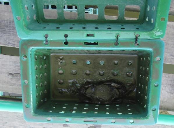 Figure 6: Cages setting on PVC floating farm.