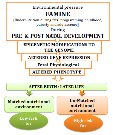 Figure 1: Famine, maternal malnutrition, developmental plasticity and risk of metabolic disease.