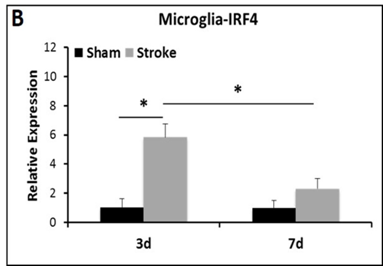 Figure 2: Flow cytometric (FC) characterization of M2 microglia activation after stroke. (A) CD206 expression on gated microglia at 3d and 7d of stroke (left three plots). Mean fluorescence intensity (MIF) of CD206 on microglia showed CD206 significantly increased at 3d but decreased to baseline at 7d. P*<0.05; n=4~6/gp.