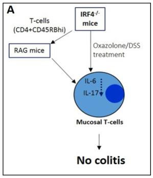 Figure 3: The role of IRF4 in mediating T-cell’s secretion of IL-6 and IL-17 in Crohn disease (CD). (A) IRF4 dependent mucosal IL-6 production in experimental colitis. Epigenetic regulation of IRF4 in CD: IRF4-mediated inflammatory responses are associated with nucleotide- binding oligomerization domain 2 (NOD2) gene functions, the major epigenetic risk factor in CD. Loss-of-function of NOD2 leads to abolition of microbial sensing of bacteria- derived muramyl dipeptide (MDP) and increased pro- inflammatory cytokines in CD driven by excessive NF-κB activation [81,82]. It is well established that MDP acts as a high-affinity ligand for and a stimulant of Nod2 [82,83]. In a colonic inflammation model, MDP activation of NOD2 resulted in an increased IRF4 expression; and subsequently, IRF4 bound MyD88, TRAF6 and receptor interacting serine-threonine kinase (RICK), leading to IRF4-mediated inhibition of Lys63-linked polyubiquitination of TRAF6 and RICK followed by down- regulation of TLR–MyD88-induced NF-κB activation [84]. Previous studies have identified a key regulatory role of IRF4 in mediating IL-6 production by mucosal T cells and subsequently T cell apoptosis [76]. IRF4 expression in IBD patient was augmented in the presence of active inflammation in contrast to other forms of IRFs (IRF1, IRF5, and IRF8) [77]. The possible roles of IRF4 in CD- induced inflammation are complicated and summarized in Figure 3B.