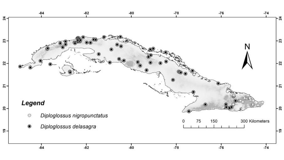 Figure 2: Spatial distribution of the presence points used in the modeling of the ecological niche of Diploglossus delasagra and D. nigropunctatus (Sauria: Diploglossidae) in Cuba.