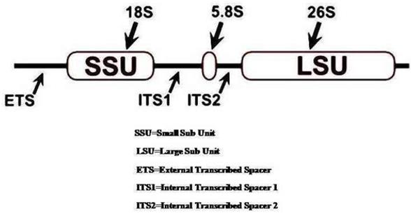 Figure 1: Internal Transcribed Spacer (ITS).