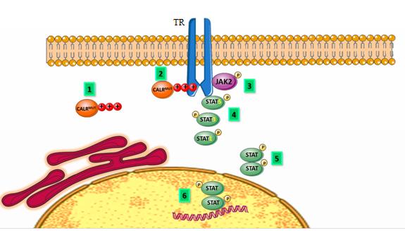 Figure 2: Muted CALR bind to Thrombopoietin Receptor (TR) and increase STAT5 signal activity by JAK2.