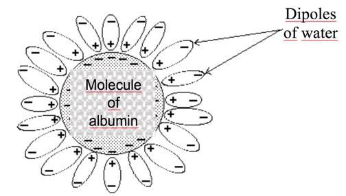 Figure 1: Protein–ligand hydrophobic binding. Figure 1 shows that one albumin molecule absorbs a large number of water dipoles.