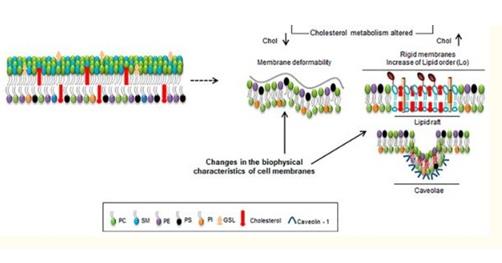 Figure 2: Figure showing membrane deformity and lipid alterations in metastatic cells.