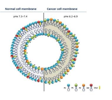 Figure 3: Differential distribution of lipids across membranes of Normal and Cancer Cells The outer leaflet of the plasma membrane of normal cells are predominantly composed of phosphatidylcholine (PC) and sphingomyelin (SM) (with phosphatidylserine (PS) and phosphatidylethanolamine(PE) in the inner leaflet of the plasma membrane of normal cells), Cancer cells exhibit the opposite – PE, PS on the outer leaflet of the plasma membrane and PC and SM in the inner membrane [13-15]. This ‘flip’ of leaflets as seen in cancer influences the charge distribution on cancer cell surface membrane and affects its extracellular pH (pHe) as well. It was observed by Chen B, et al. (2016) that, all twenty (20) cancer cell lines (but not normal cells) used in the experiment bound selectively to positively charged nanoprobes [16]. Manjarika De, et al. (2018) exploited this differential distribution of phosphatidylserine and developed a targeted therapy using phosphatidylcholine- stearylamine (PC-SA). They observed that, PC-SA when used either alone or in complex with doxorubicin and camptothecin had profound tumour killing with no signs of toxicity [17].